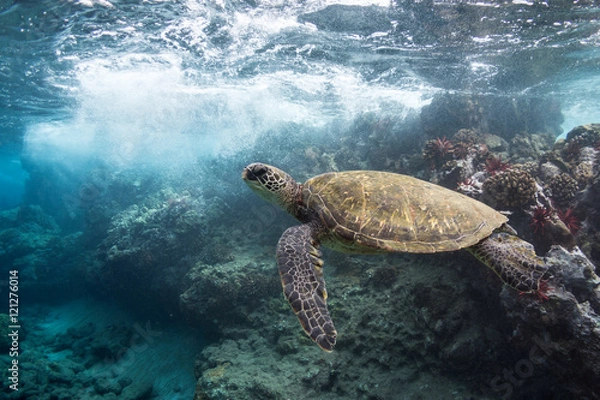 Obraz Wavebreak Turtle