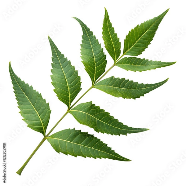 Obraz fresh green neem leaves, cut out