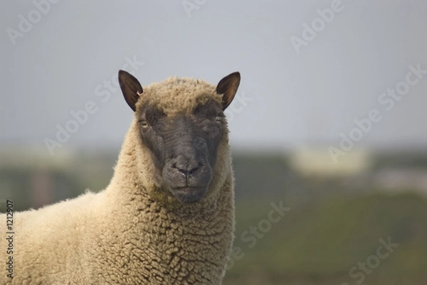 Fototapeta wot u doing