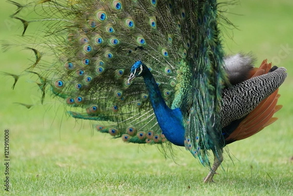 Obraz peacock looking for a mate