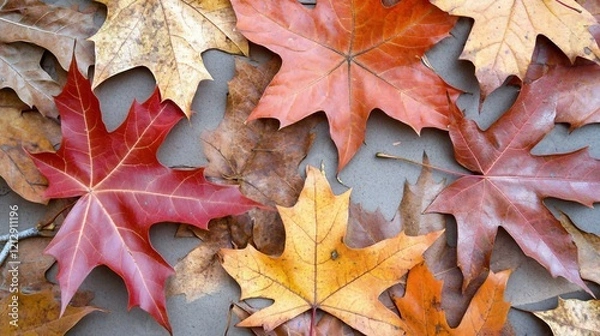 Fototapeta Vibrant Autumn Maple Leaves Collection Ground