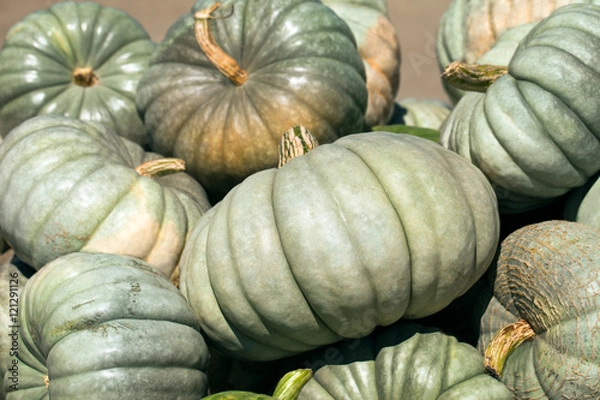 Obraz Green pumpkins