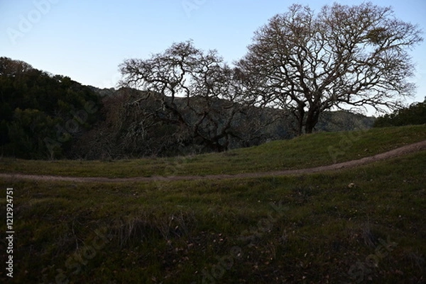 Obraz landscape with trees