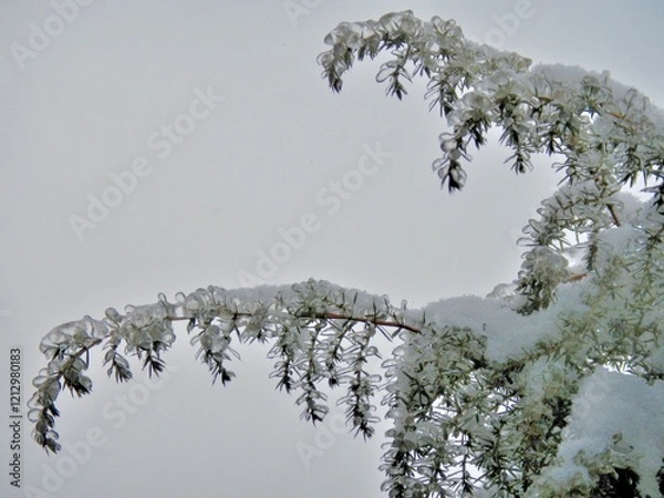 Fototapeta Coniferous branches of always green Juniper tree covered transparent ice and snow after rain in frosty winter weather - close up. Topics: vegetation, frost, climate, sub-zero temperatures, cold