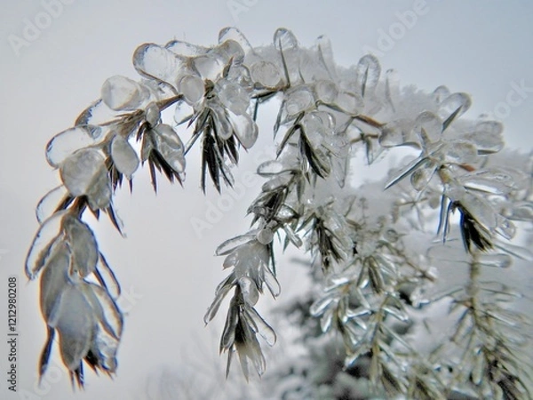 Fototapeta Coniferous branches of always green Juniper tree covered transparent ice and snow after rain in frosty winter weather - close up. Topics: vegetation, frost, climate, sub-zero temperatures, cold
