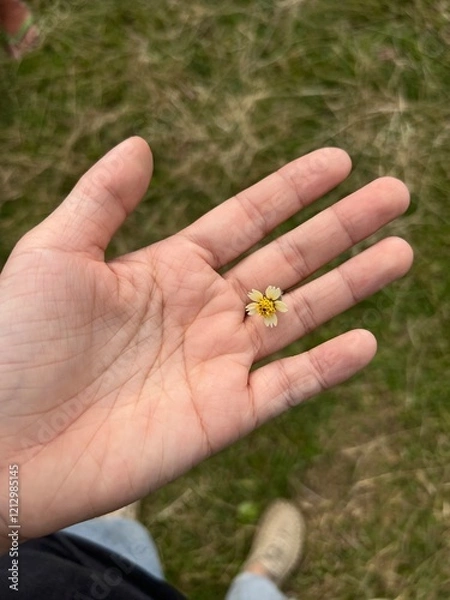 Obraz hand holding a daisy