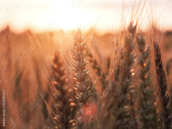 Obraz Ripe golden wheat grains, wheat field before harvest condition in beautiful sunset, agriculture concept