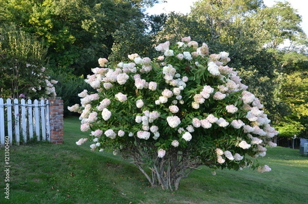 Fototapeta hydrangea tree