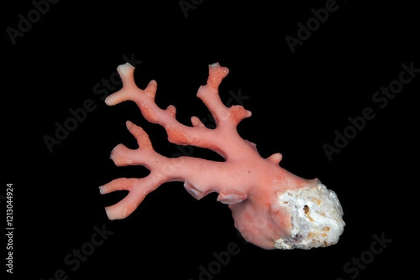 Fototapeta Red Coral, a genus of marine corals, Corallium; distinguished by its red or pink-orange skeleton; in some cultures it is believed to protect against malevolent forces.