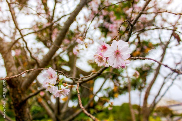 Fototapeta Delicate pink cherry blossoms on a tree branch, with a soft-focus background creating a serene and natural atmosphere.