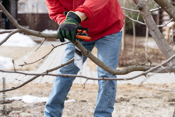 Fototapeta Close-up of a gardener cutting a tree branch with a saw during seasonal pruning in the garden
