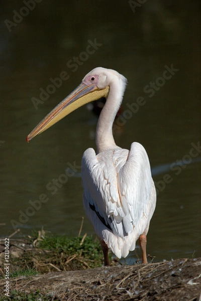 Fototapeta Pellicano