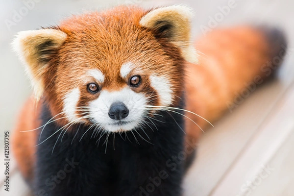 Fototapeta Red Panda