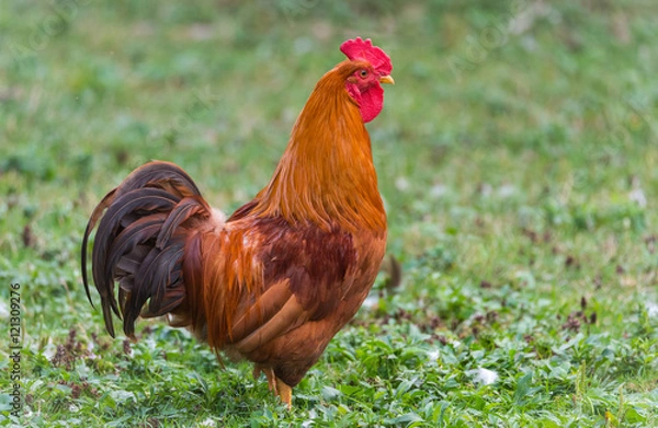 Fototapeta Colourful Rhode Island Red rooster.  Big male chicken with flamboyant redish tones.   colourful big bird on a hobby farm in Ontario, Canada.