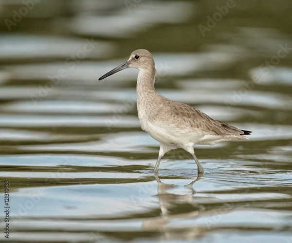 Obraz Wade in the Water