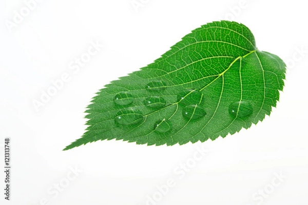 Fototapeta 葉っぱと水滴