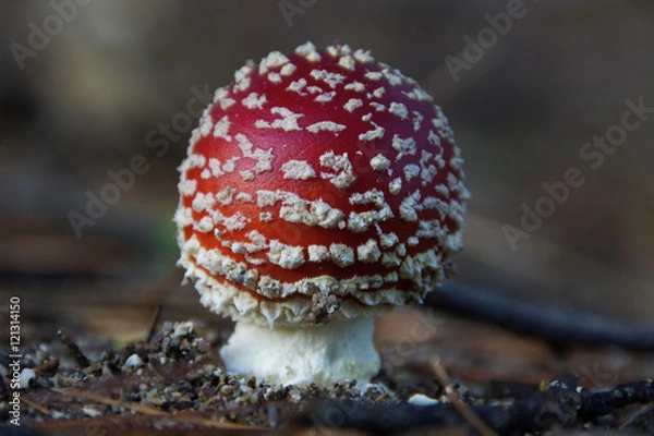Obraz Red toadstool