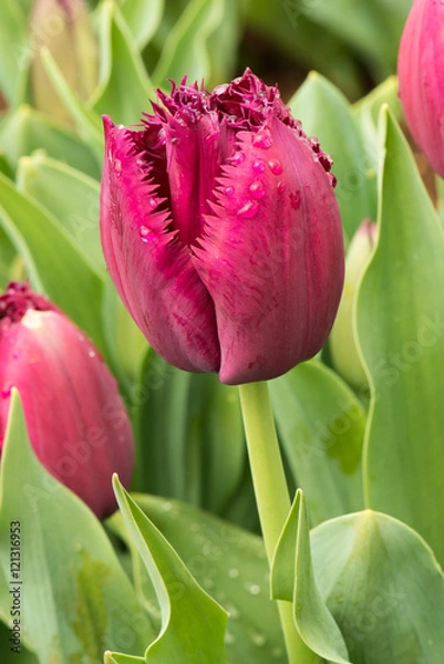 Obraz Tulip deep pink on green background