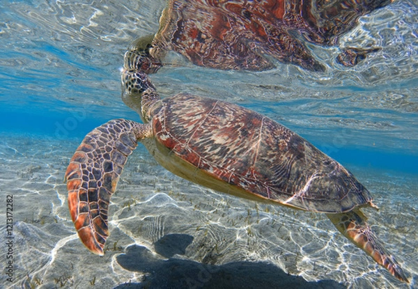 Obraz Sea turtle in crystal water of shallow sea bay and its reflection on the sea surface