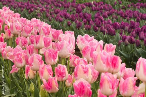 Obraz Tulips field of pink