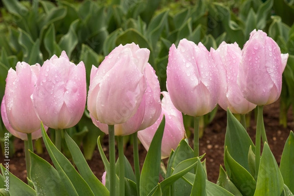 Obraz Pink tulips in a row