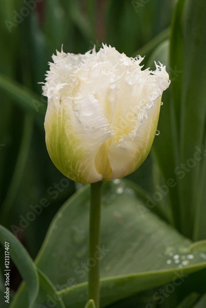 Obraz Tulip white fringed