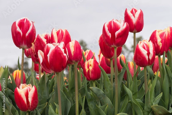 Obraz Tulips red and white