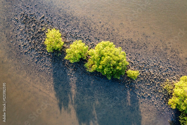 Obraz Top down view of Red Mangroves,  growing in an oyster bed, Florida.