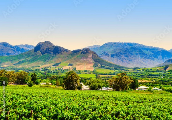 Fototapeta Scenic view of Franschhoek vineyards nestled on the slopes with the majestic Langeberg Mountain in the background, Franschhoek, South Africa