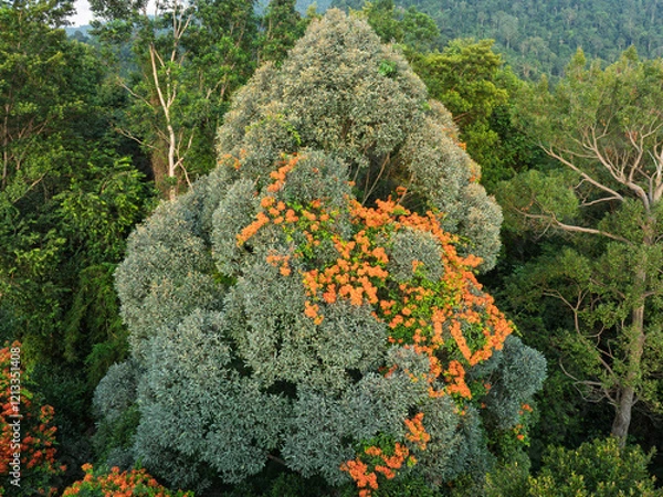 Obraz Bauhinia Kockiana in the tropical rainforest