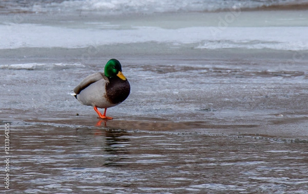 Obraz duck on river ice