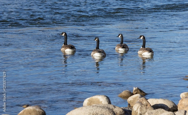 Fototapeta geese swimming in the water