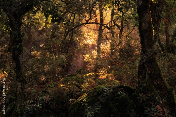 Fototapeta Enchanted Forest. Lovely Autumn Forrest with Sunrays in Sicily, Europe