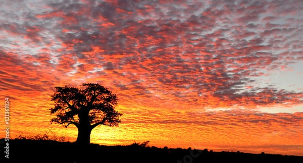 Obraz dawn baobab