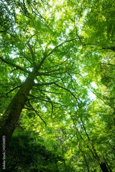 Fototapeta 新緑と大木