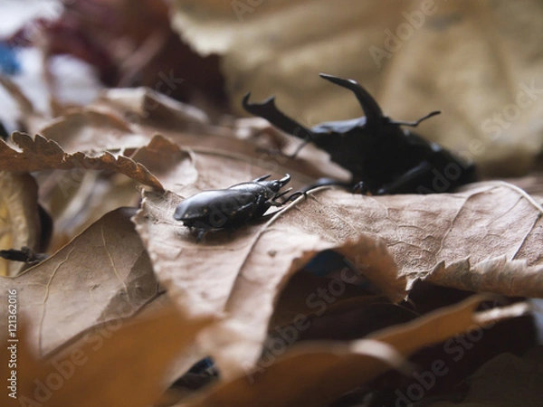 Obraz コクワガタの戦い