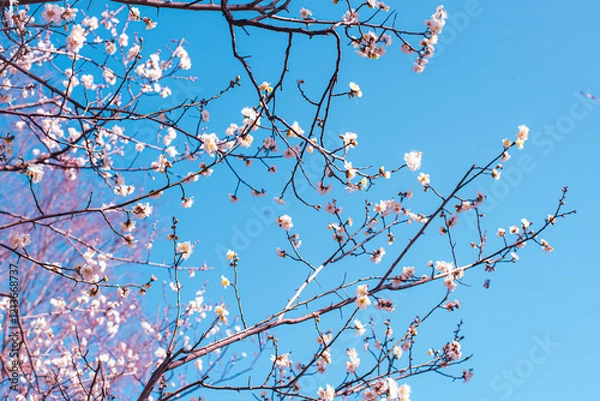 Fototapeta 梅の花