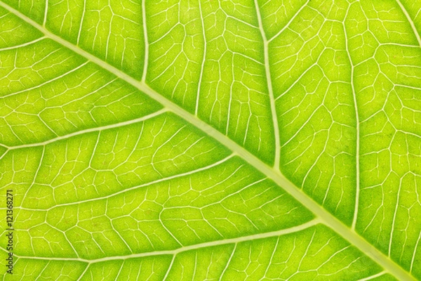 Fototapeta Leaf texture or leaf background for design. Abstract green leaf.