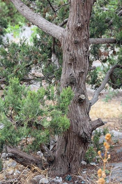 Obraz trunk with bark of juniperus communis the common juniper tree in