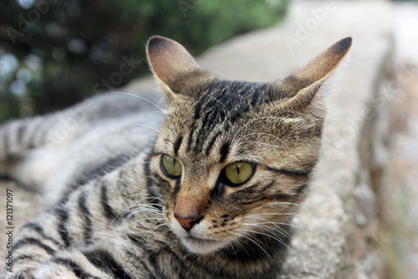 Obraz head and face of beautiful crimean non-pedigree tabby eared cat