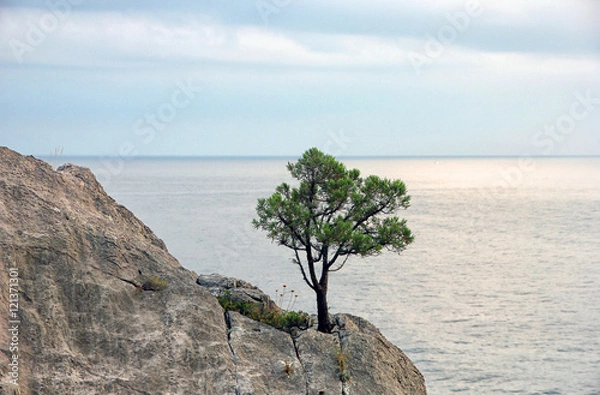 Obraz lonely crimean green pine on cliff on background of blue Black s