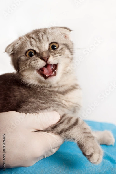 Obraz Veterinarian Examining Hissing Kitten during Checkup