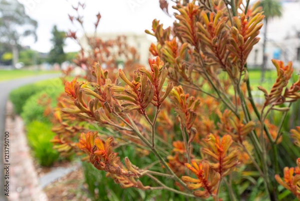 Fototapeta Kangaroo paw is the common name for a number of species, in two genera of the family Haemodoraceae, that are endemic to the south west of Western Australia