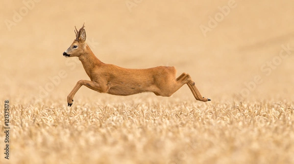 Obraz Roe Buck Deer skacze po polu pszenicy