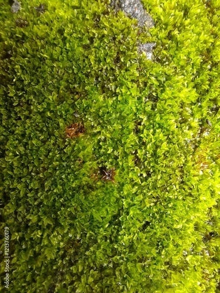 Obraz moss on rock with micro camera