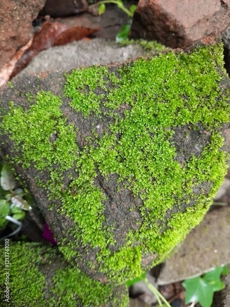 Obraz refreshing green mossy rocks, moss on rocks