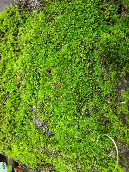 Obraz moss on rock with close up camera