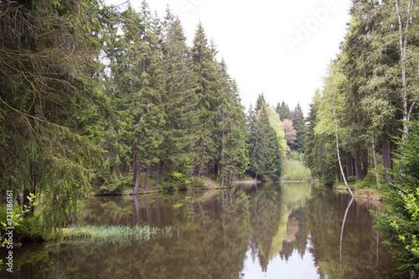 Obraz Der See im Wald