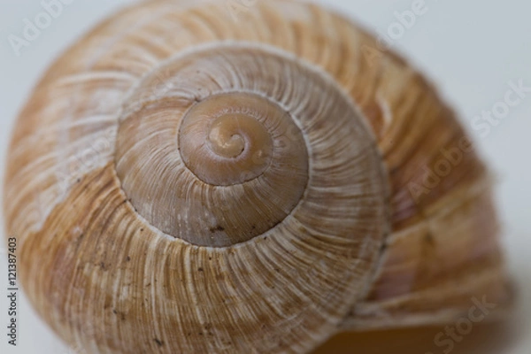 Fototapeta Schneckenhaus
