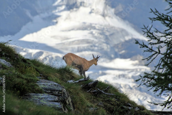 Fototapeta chamois
